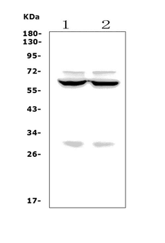 Forkhead box protein I1 FOXI1 Antibody