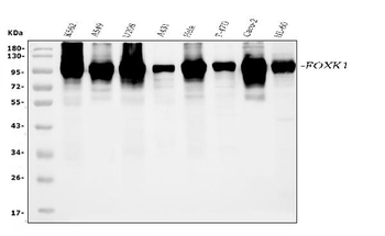 Anti-FOXK1/MNF Antibody