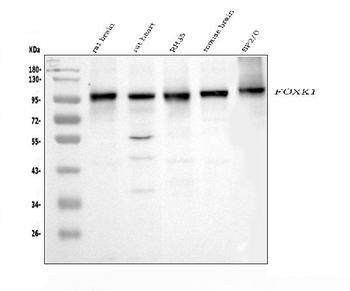 Anti-FOXK1/MNF Antibody