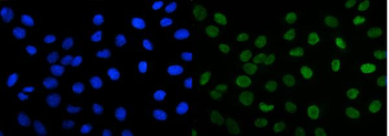 Anti-FOXK1/MNF Antibody