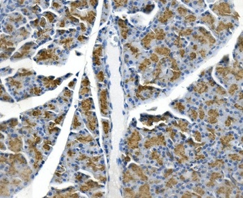 GP2 Antibody