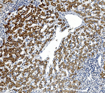 Anti-GPNMB/Gpnmb Antibody
