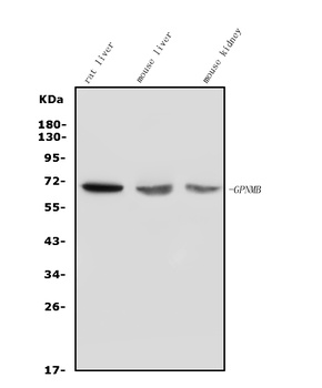 GPNMB/Gpnmb Antibody