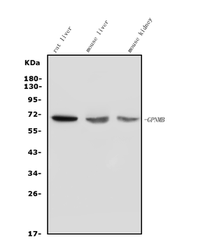 Anti-GPNMB/Gpnmb Antibody