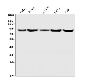 Anti-CD168/HMMR Antibody