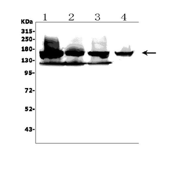 Anti-KDM6B/JMJD3 Antibody