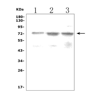 LRRC32 Picoband® Rabbit Polyclonal Antibody