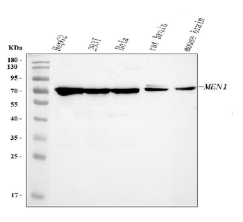 Anti-Menin/MEN1 Antibody