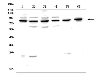 Anti-PAF1/PD2 Antibody