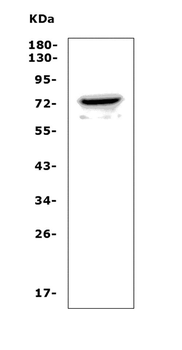 Pannexin 2/PANX2 Rabbit Polyclonal Antibody