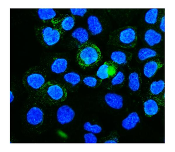 Anti-PICALM Antibody