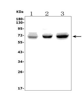 Anti-PICALM Antibody