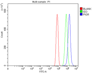 Polymeric immunoglobulin receptor/PIGR Picoband® Rabbit Polyclonal Antibody