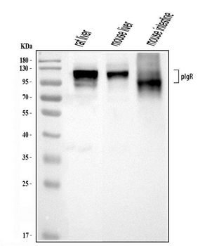 Polymeric immunoglobulin receptor/PIGR Picoband® Rabbit Polyclonal Antibody