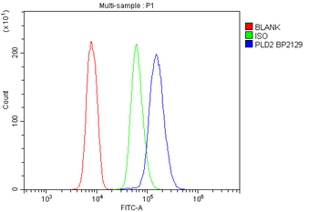 PLD2 Picoband® Rabbit Polyclonal Antibody