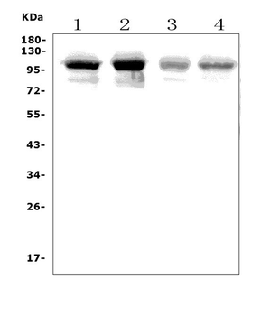 Anti-PLD2 Antibody