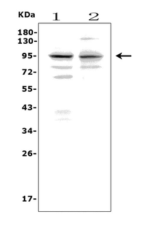Melanoma gp100/Pmel Rabbit Polyclonal Antibody