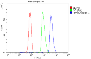 Anti-PGC1 beta/PPARGC1B Antibody