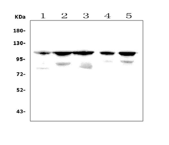 Anti-PGC1 beta/PPARGC1B Antibody