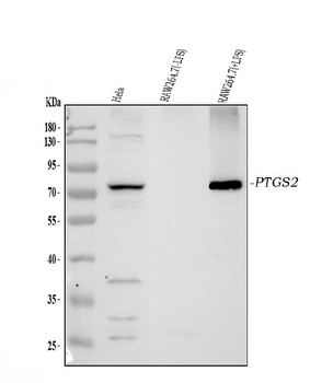 COX2/Cyclooxygenase 2/PTGS2 Antibody