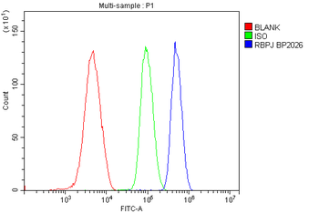 RBPJK/RBPJ Antibody
