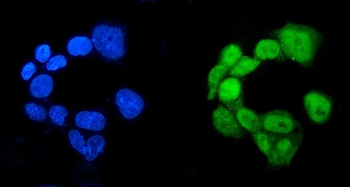 Anti-RBPJK/RBPJ Antibody