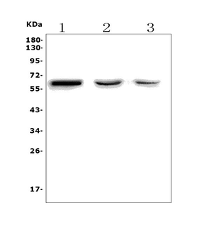 Anti-RBPJK/RBPJ Antibody
