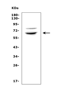 Anti-RNF168 Antibody