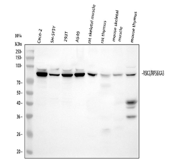 Anti-Rsk 2/MAPKAP Kinase 1b/RPS6KA3 Antibody