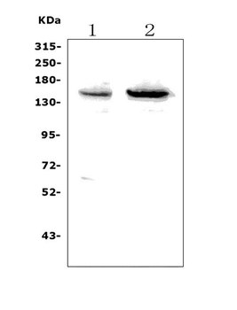 SENP6 Rabbit Polyclonal Antibody