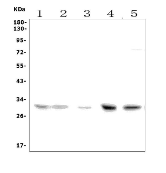 Anti-Slc25a1 Antibody