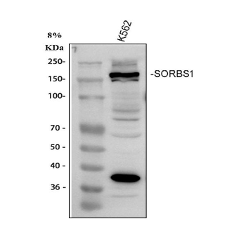 Anti-SORBS1 Antibody