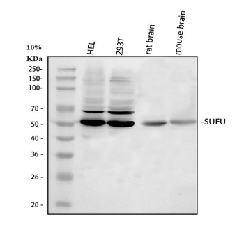 Anti-SUFU Antibody