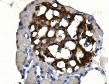 Anti-Synaptophysin/SYP Antibody