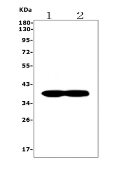 Anti-Synaptophysin/SYP Antibody