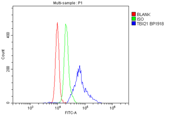 Anti-T-bet/Tbx21 Antibody