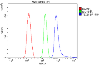 Anti-T-bet/Tbx21 Antibody