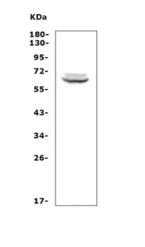 Anti-T-bet/Tbx21 Antibody