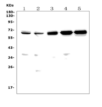 Anti-CD30/Tnfrsf8 Antibody