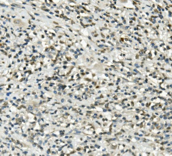 Anti-UBE3A Antibody