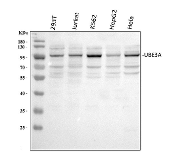 Anti-UBE3A Antibody