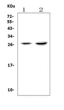 VEGF/Vegfa Antibody
