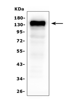 CD22 Mouse Monoclonal Antibody