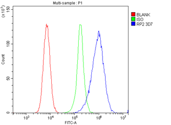 RP2 Antibody (monoclonal, 3D7)
