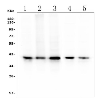 Anti-RP2 Antibody (monoclonal, 3D7)