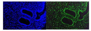 Anti-KAP1/TRIM28 Antibody (monoclonal, 3H2)
