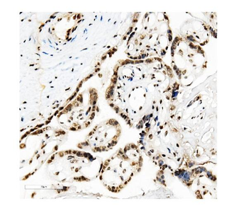 Anti-KAP1/TRIM28 Antibody (monoclonal, 3H2)