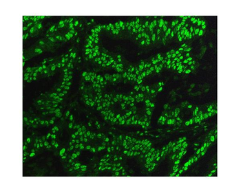 Anti-KAP1/TRIM28 Antibody (monoclonal, 9E3)