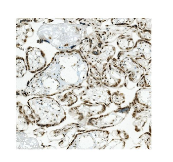 Anti-KAP1/TRIM28 Antibody (monoclonal, 9E3)