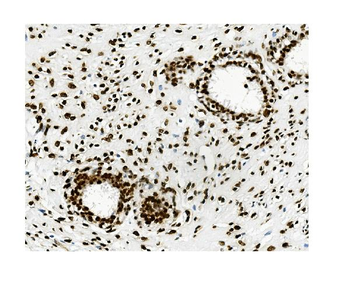 Anti-KAP1/TRIM28 Antibody (monoclonal, 9E3)